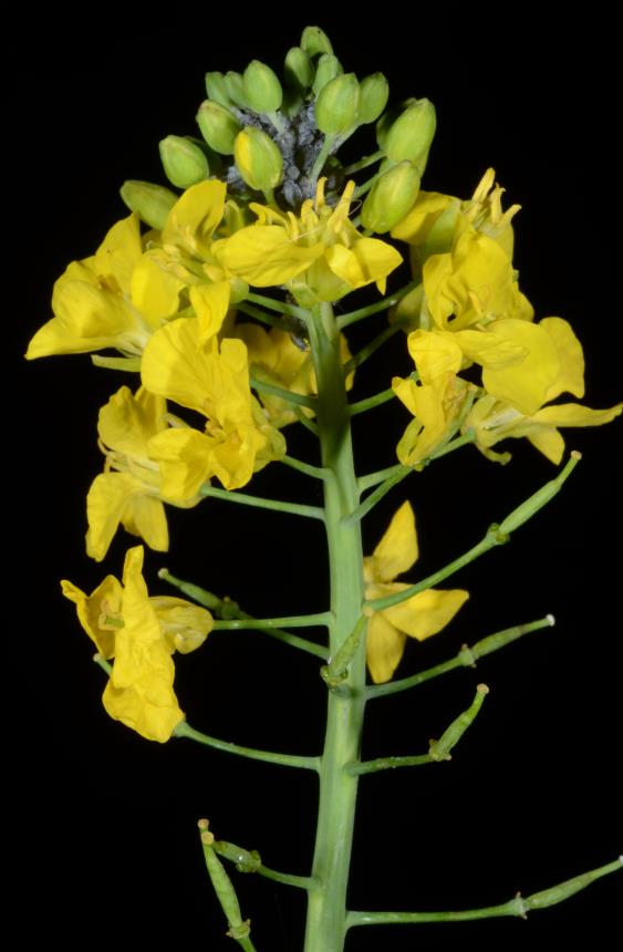 Flora of New Zealand Taxon Profile Brassica napus