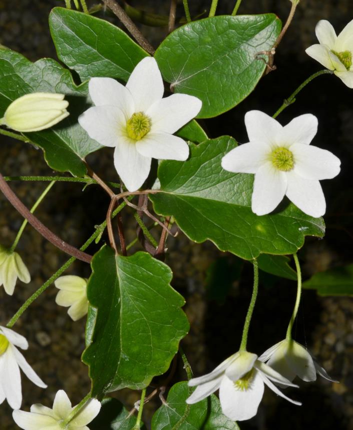 Flora of New Zealand Taxon Profile Clematis paniculata