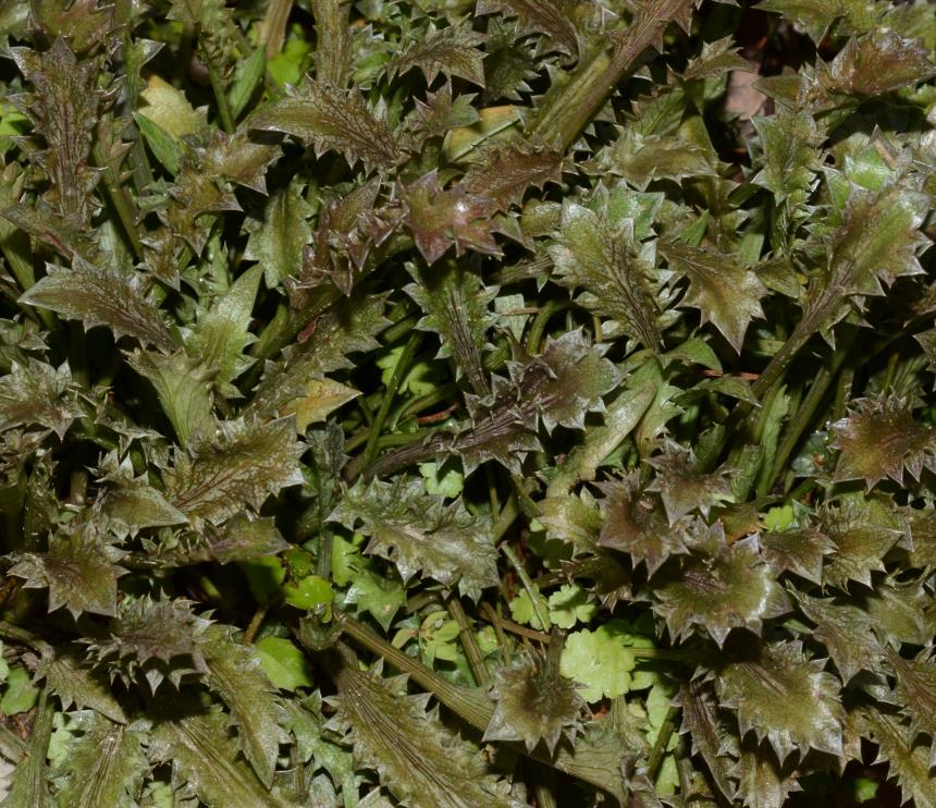 Flora of New Zealand Taxon Profile Eryngium vesiculosum