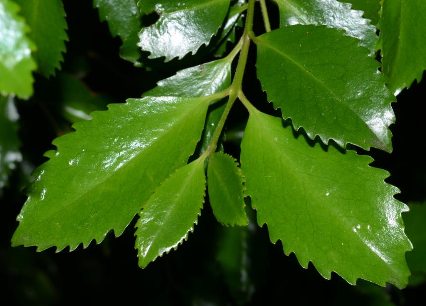 Flora of New Zealand Gallery Profile Laurelia novaezelandiae