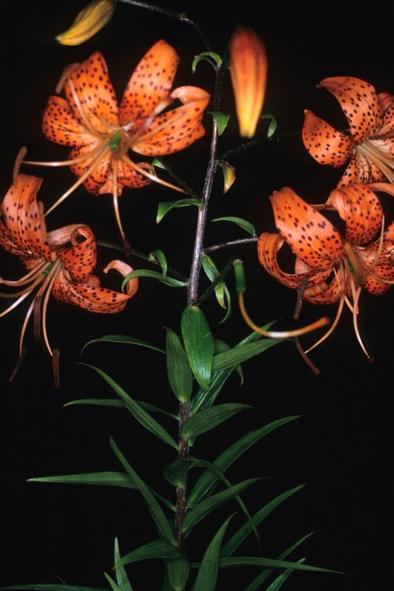 Flora of New Zealand Taxon Profile Lilium lancifolium