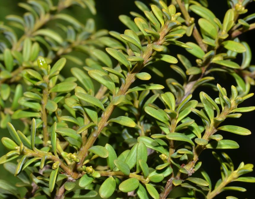 Flora of New Zealand Gallery Profile Podocarpus nivalis