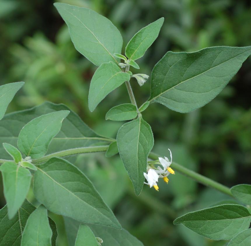 Flora of New Zealand Taxon Profile Solanum chenopodioides