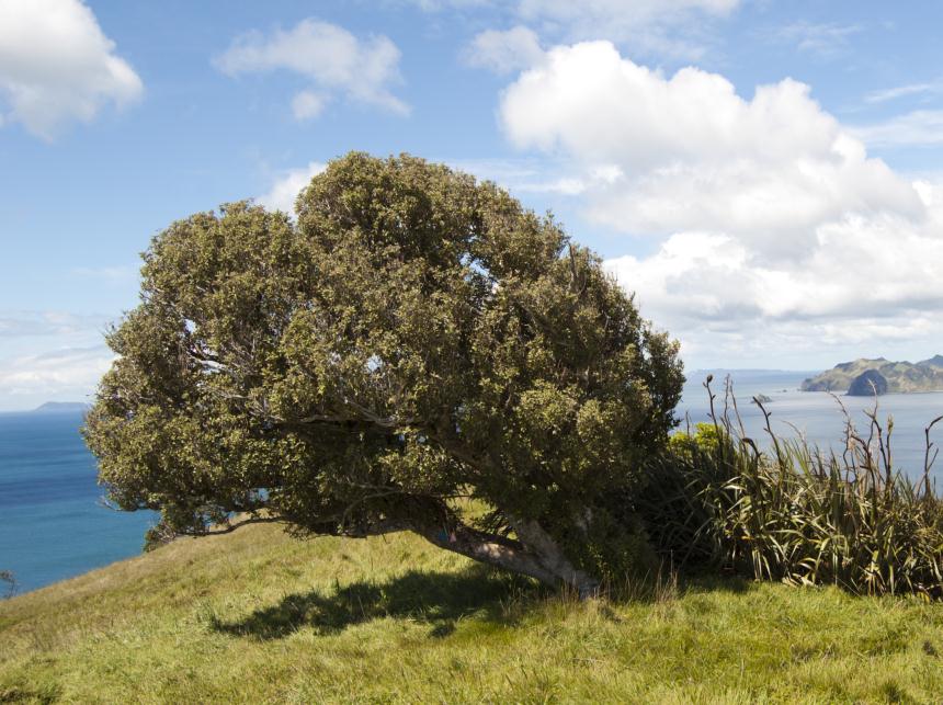 Flora of New Zealand Taxon Profile Olearia albida