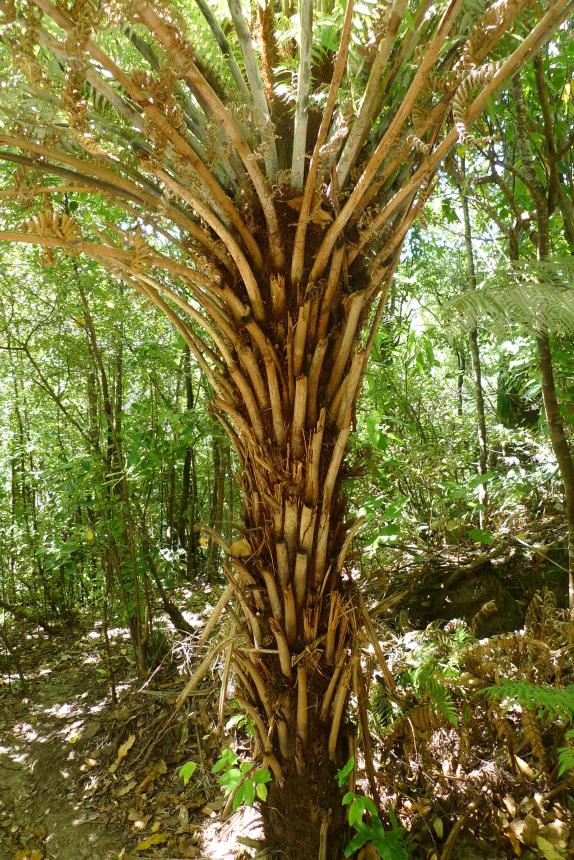 Flora of New Zealand Taxon Profile Cyathea dealbata