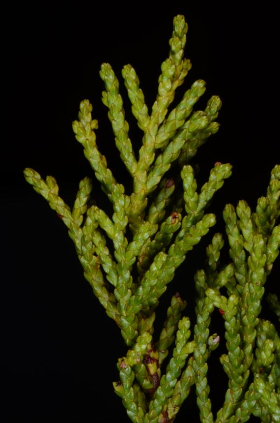 Flora of New Zealand Gallery Profile Lepidothamnus intermedius