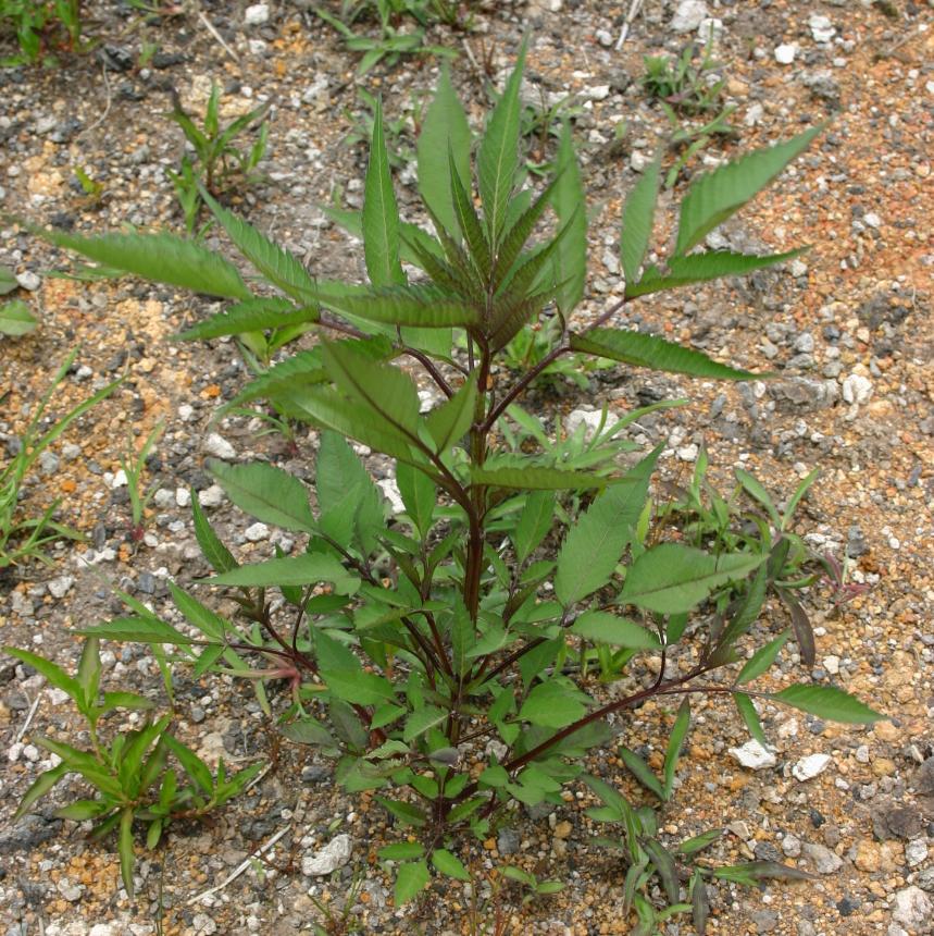 Flora of New Zealand Weed Profile Bidens frondosa