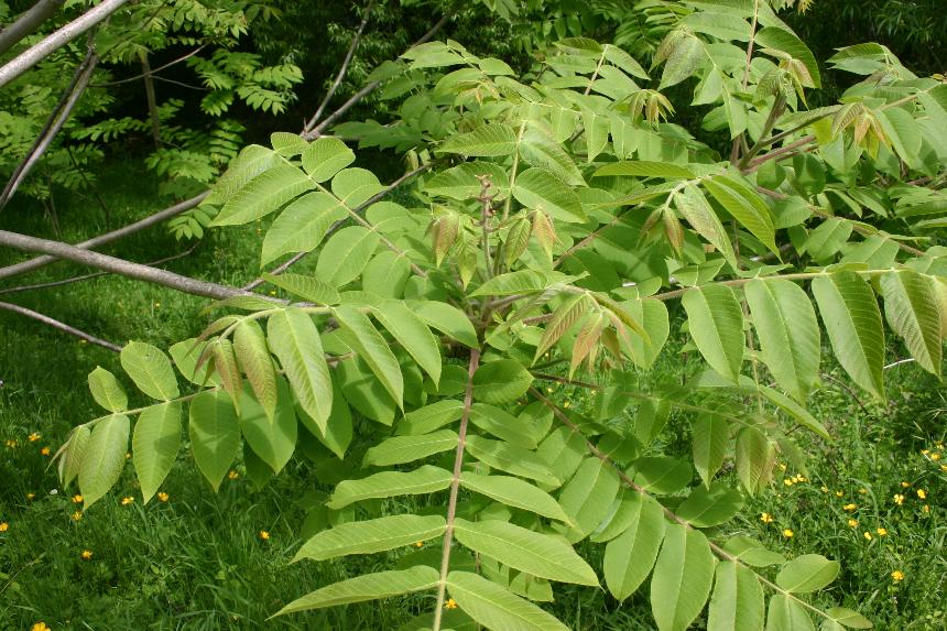 Орех Сердцевидный Купить Саженцы В Москве