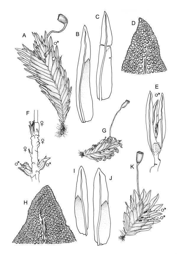 Flora of New Zealand Taxon Profile Fissidens capitatus