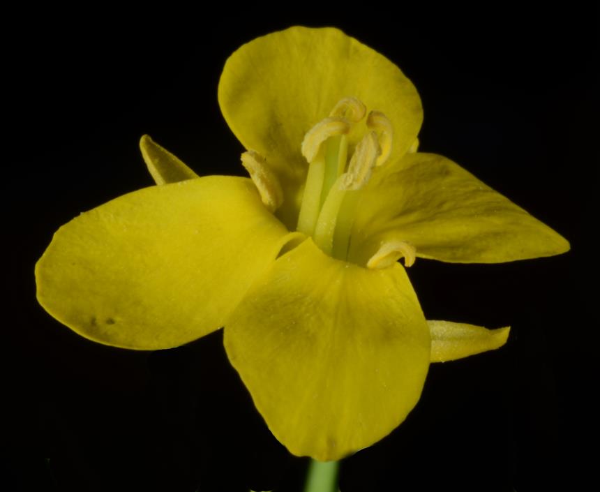 Flora of New Zealand Gallery Profile Brassica rapa