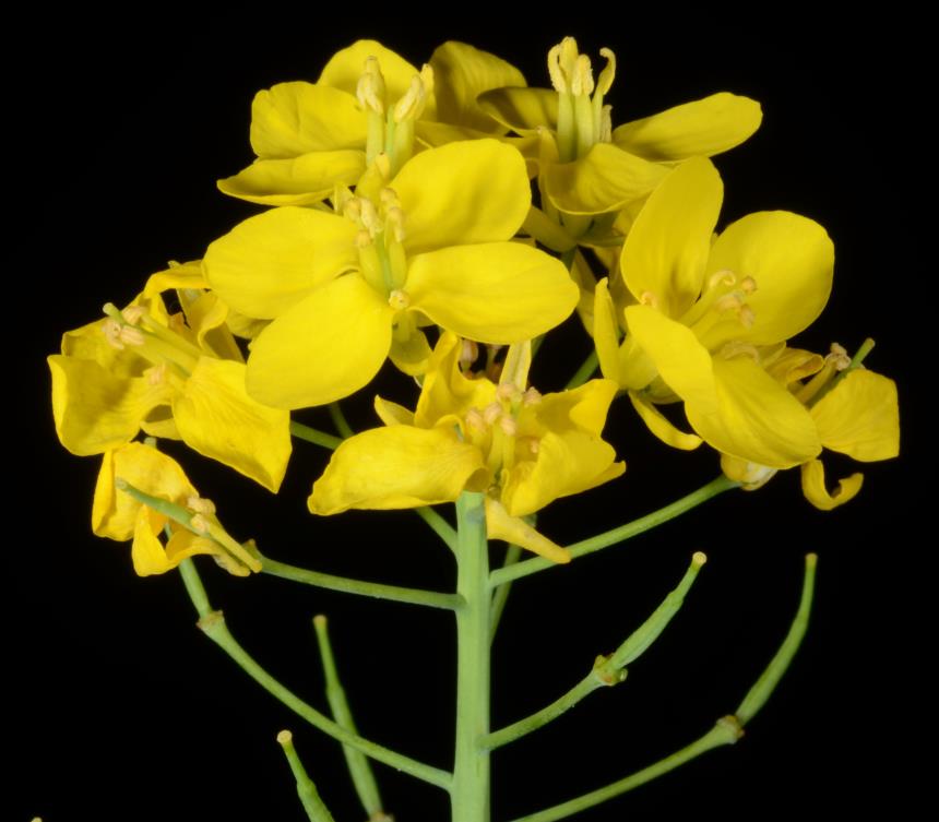 Flora of New Zealand Gallery Profile Brassica rapa