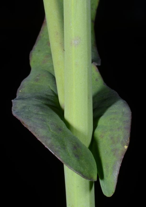 Flora of New Zealand Gallery Profile Brassica rapa