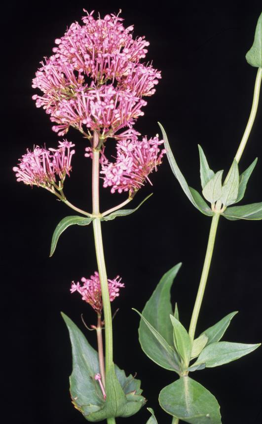 Flora of New Zealand | Taxon Profile | Centranthus ruber