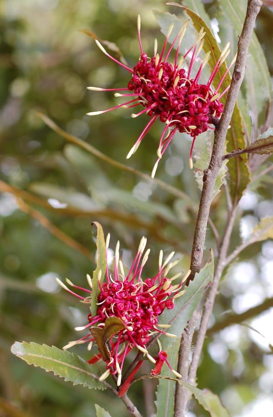Knightia Tree Flora of New Zealand | Gallery Profile | Knightia excelsa