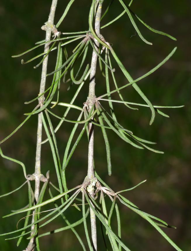 Flora of New Zealand | Gallery Profile | Olearia lineata