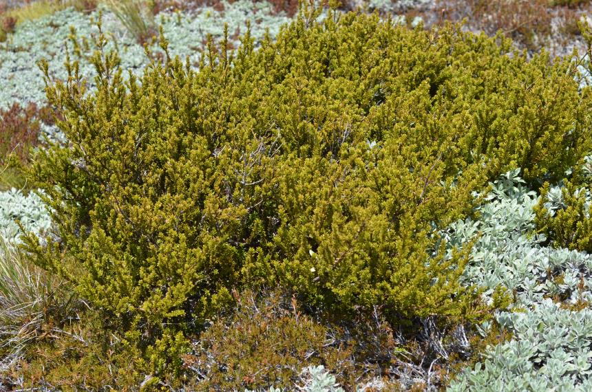 Flora of New Zealand Gallery Profile Podocarpus nivalis