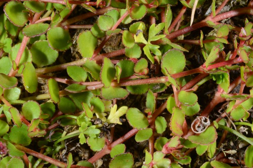 Flora of New Zealand | Taxon Profile | Gonocarpus micranthus