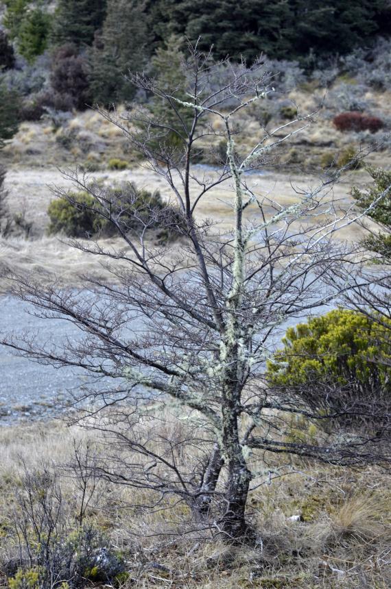 Flora of New Zealand | Taxon Profile | Nothofagus antarctica
