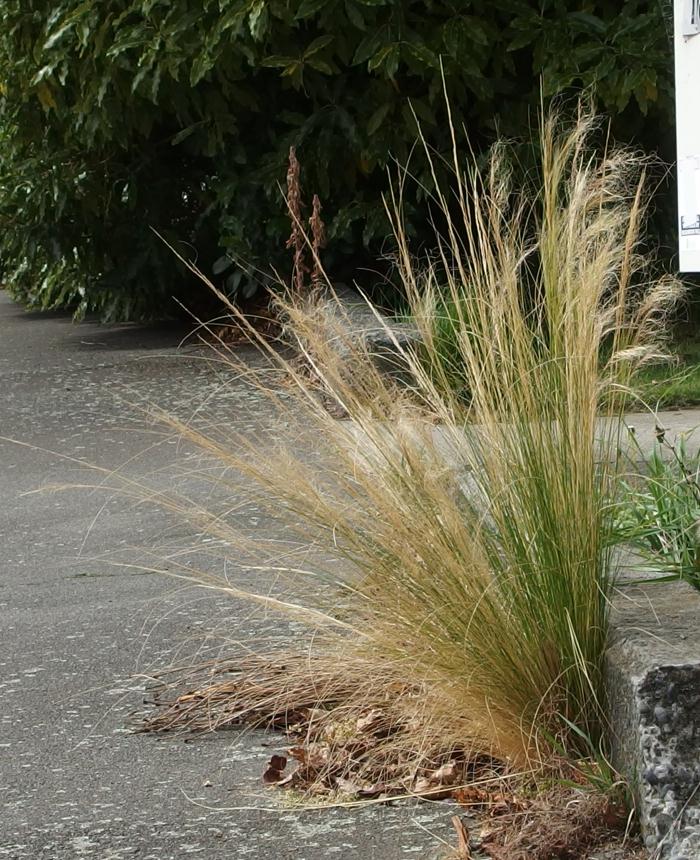 Flora of New Zealand Gallery Profile Nassella tenuissima