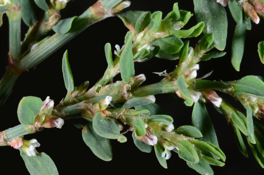 Flora of New Zealand Gallery Profile Polygonum arenastrum