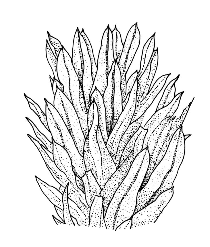 https://www.nzflora.info/factsheet/Taxon/Schlotheimia.html