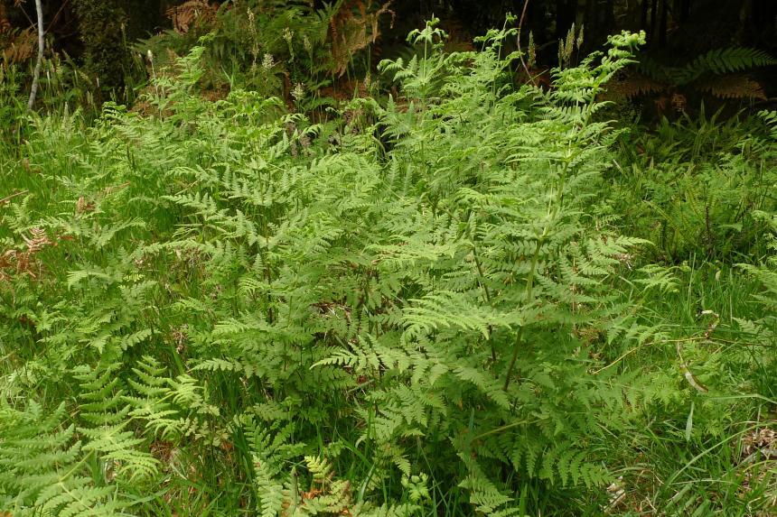 Flora of New Zealand Taxon Profile Histiopteris incisa