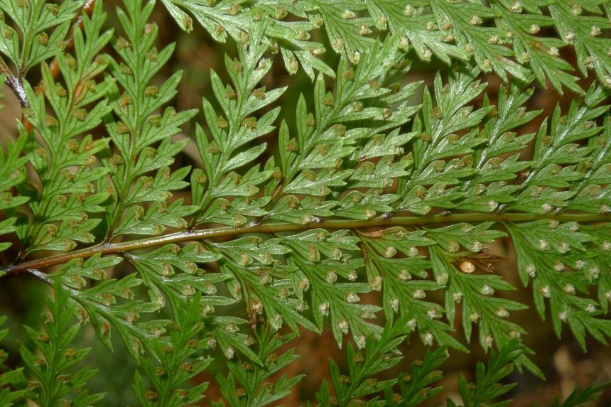 Flora of New Zealand Taxon Profile Leptolepia novaezelandiae