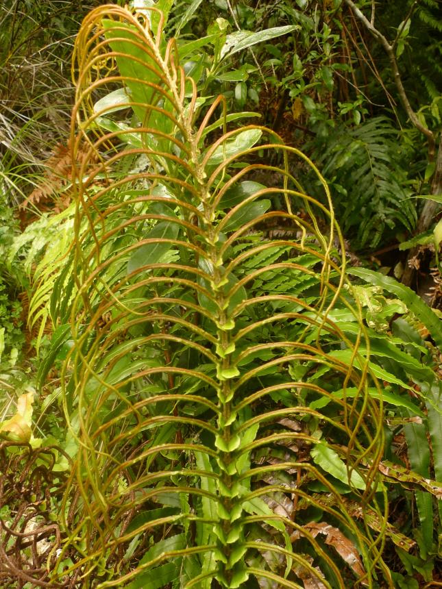 Flora of New Zealand | Taxon Profile | Blechnum novae-zelandiae