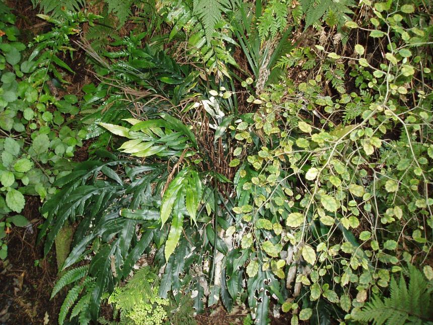 Flora of New Zealand Taxon Profile Blechnum patersonii