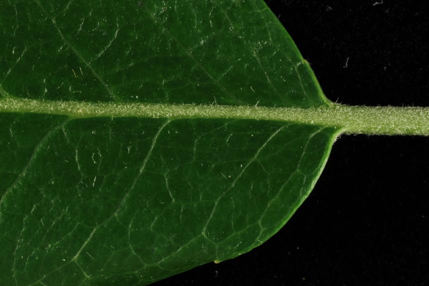 Flora of New Zealand Taxon Profile Salix myricoides