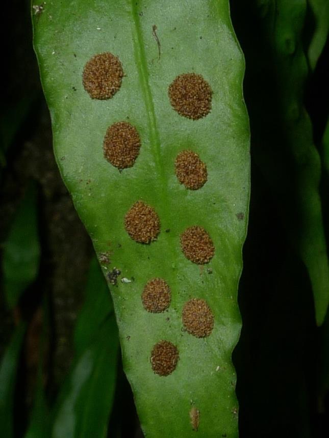 Flora of New Zealand Taxon Profile Loxogramme dictyopteris