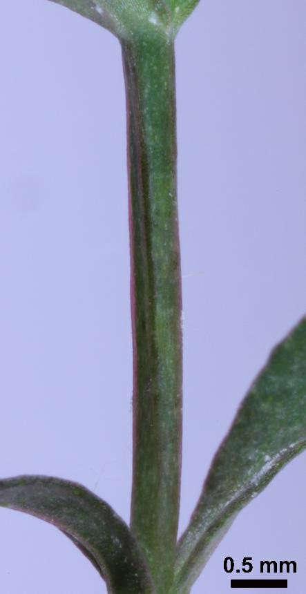 Flora of New Zealand | Taxon Profile | Hypericum minutiflorum